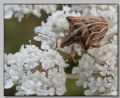 Ancyrosoma leucogrammes